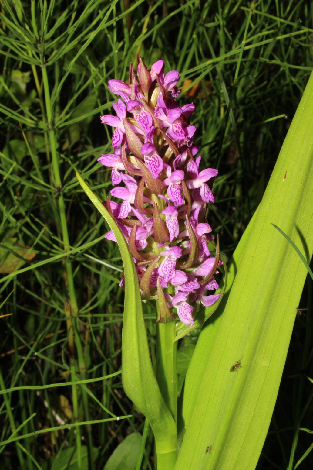 Orchidee in Val Graveglia (GE)